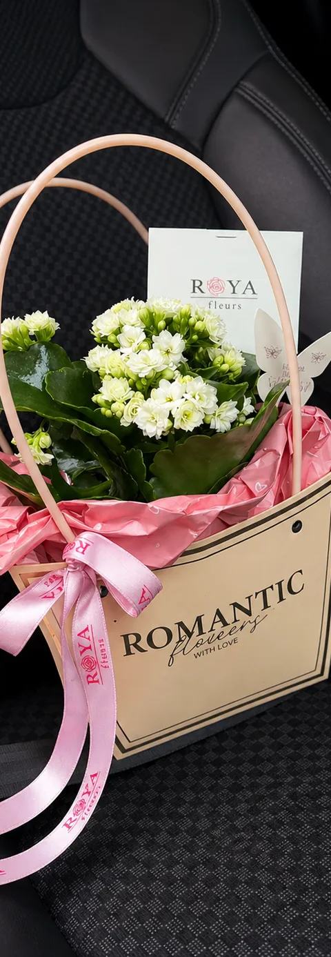 KALANCHOE KUTU
